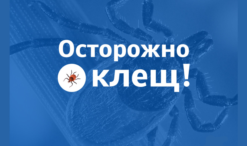 Клещи: риск есть не только в лесу