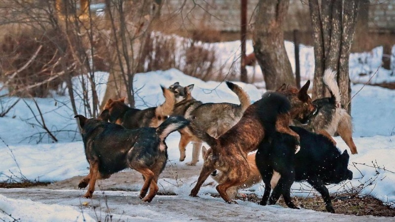 Опасность бродячих собак